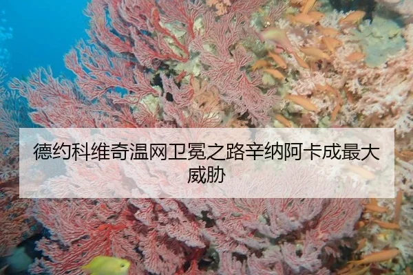 德约科维奇温网卫冕之路辛纳阿卡成最大威胁